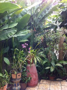 China Inn Café garden